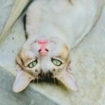 A cute domestic cat lying upside down with striking green eyes, showcasing its playful nature.