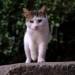 A street cat walks confidently in an urban setting, showcasing İzmir's charm.