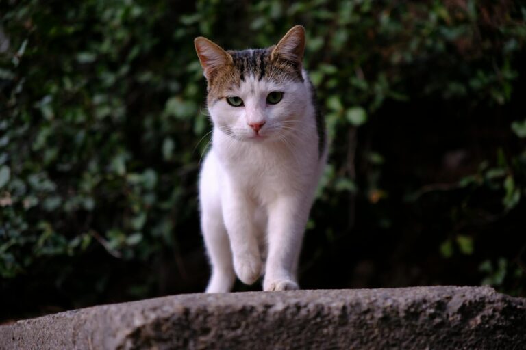 A street cat walks confidently in an urban setting, showcasing İzmir's charm.