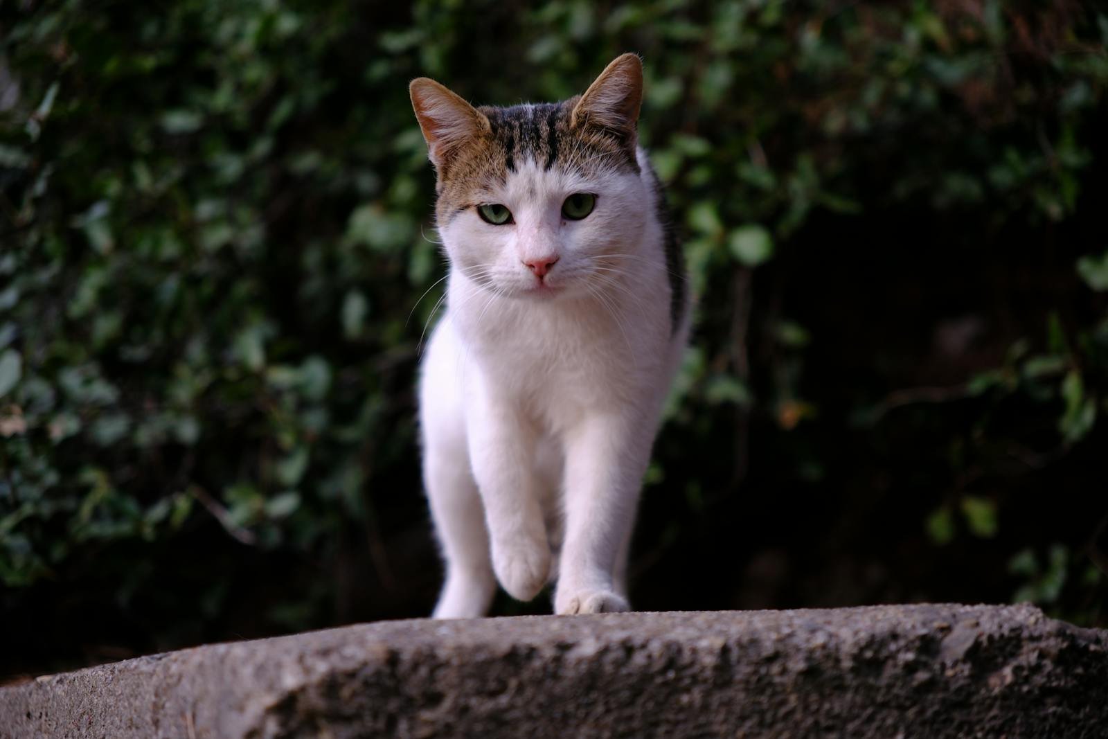 A street cat walks confidently in an urban setting, showcasing İzmir's charm.