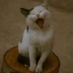 Adorable black and white cat yawning while sitting on a log outdoors, showcasing its open mouth and relaxed pose.