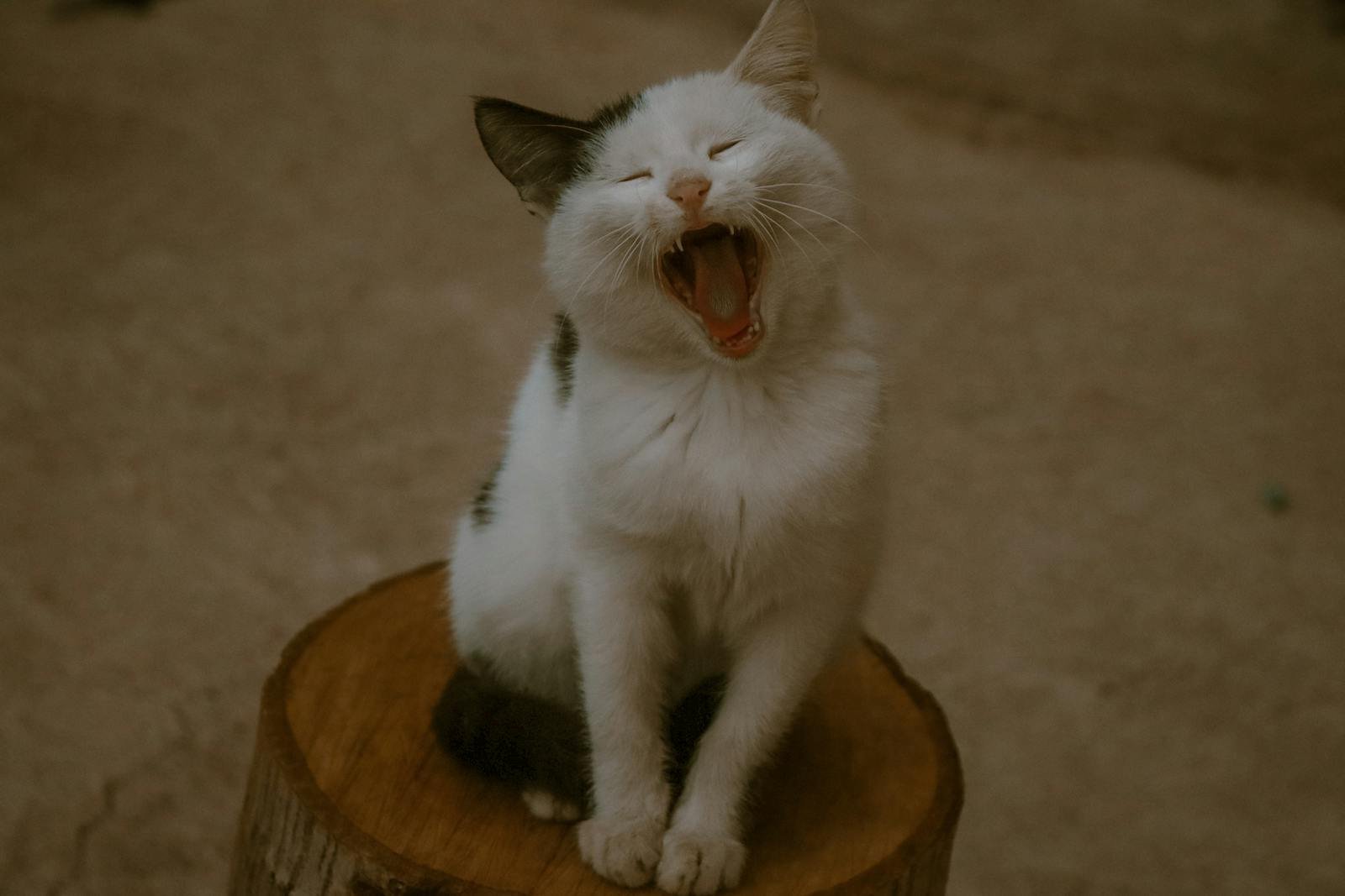 Adorable black and white cat yawning while sitting on a log outdoors, showcasing its open mouth and relaxed pose.