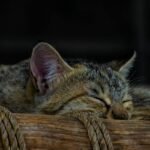 Serene image of a domestic cat sleeping peacefully in a woven basket, capturing tranquility and warmth.