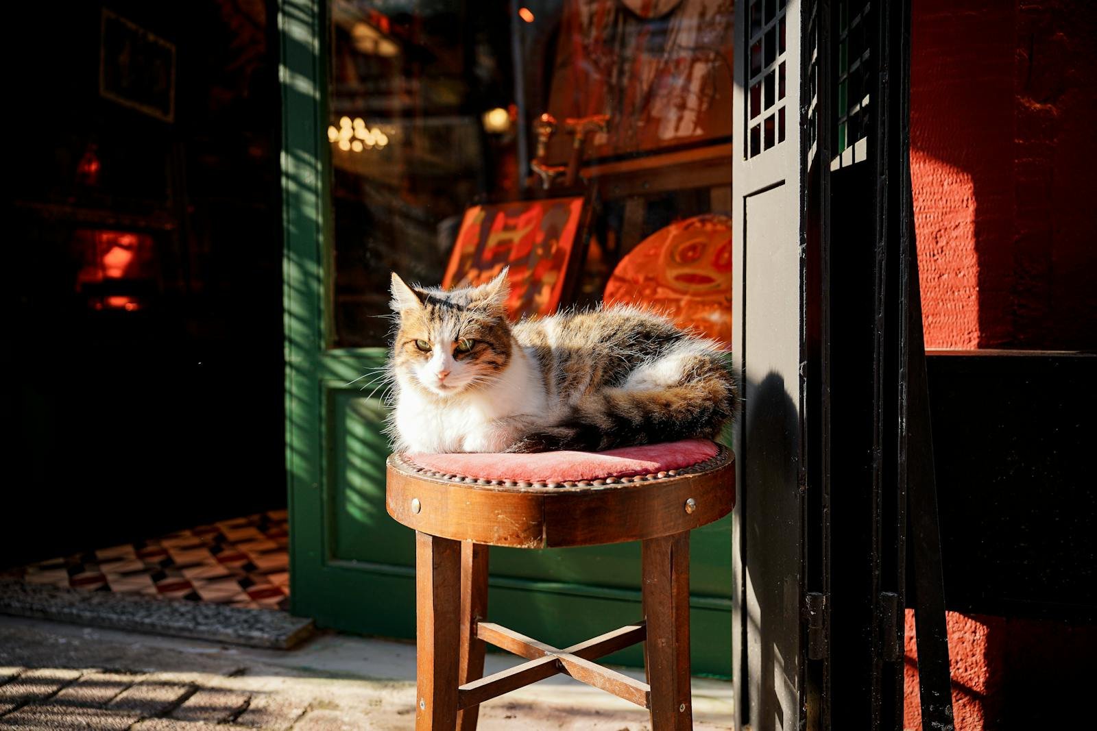 A serene cat relaxing on a stool outside a shop, basking in the sunlight.