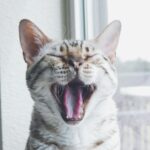 gray cat near window