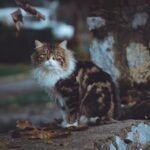 A long-haired cat sits gracefully on a stone wall in Fethiye, Turkey, surrounded by autumn leaves.
