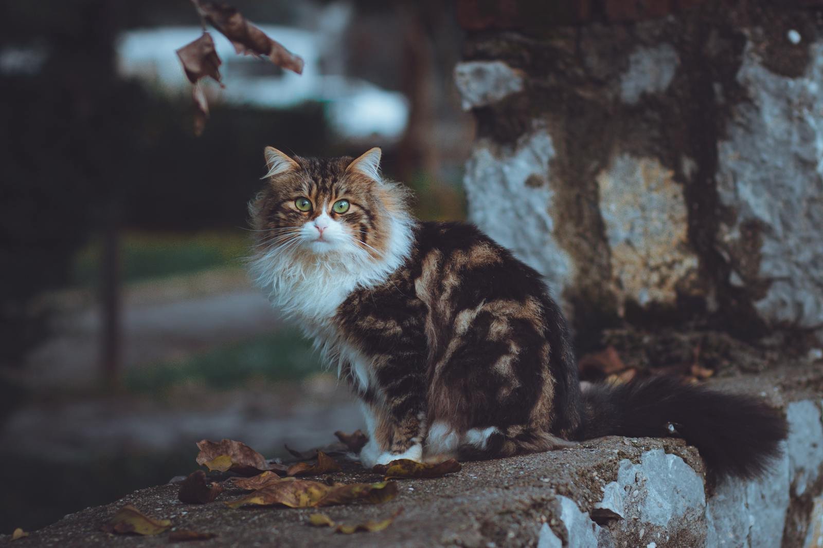 A long-haired cat sits gracefully on a stone wall in Fethiye, Turkey, surrounded by autumn leaves.