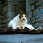 A serene cat relaxes on a rooftop against a rustic stone wall backdrop.