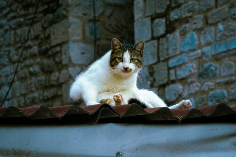 A serene cat relaxes on a rooftop against a rustic stone wall backdrop.