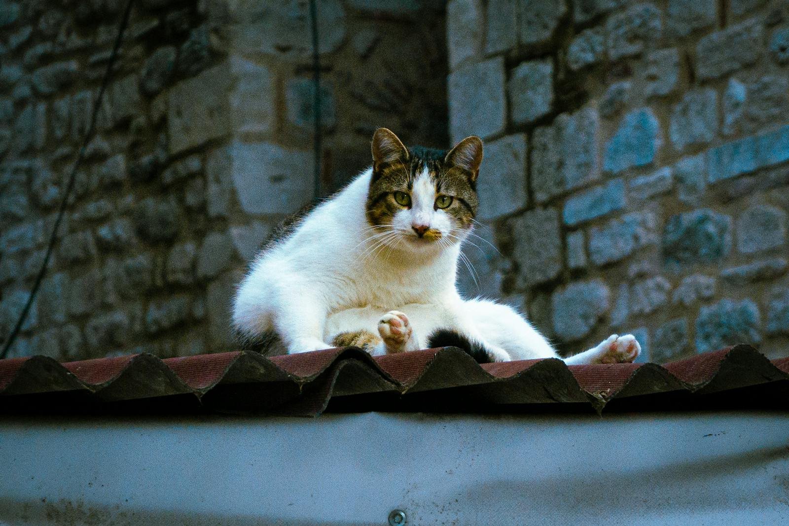 A serene cat relaxes on a rooftop against a rustic stone wall backdrop.
