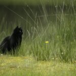 A solitary black cat sits amidst tall grass in a serene outdoor setting.