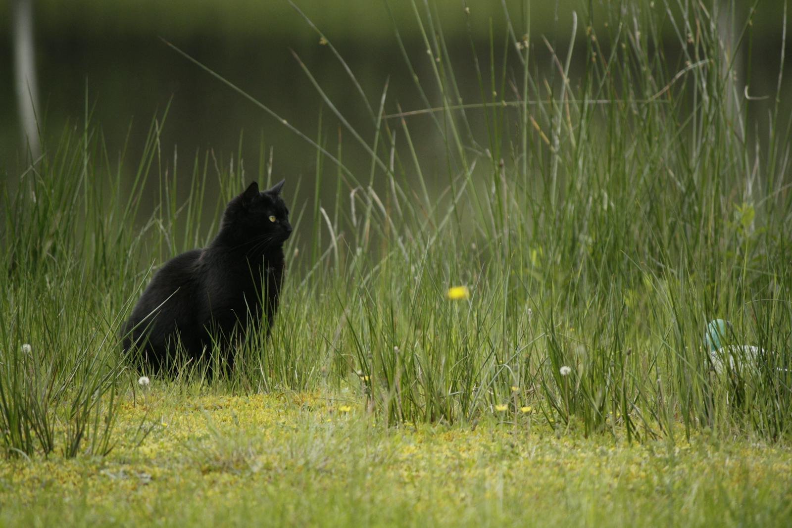 A solitary black cat sits amidst tall grass in a serene outdoor setting.