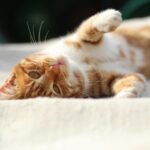 Adorable ginger cat lounging in the sunlight, exuding warmth and playfulness.