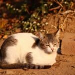 Cute tabby cat basking in the warm sunlight outdoors in Dehradun, India.