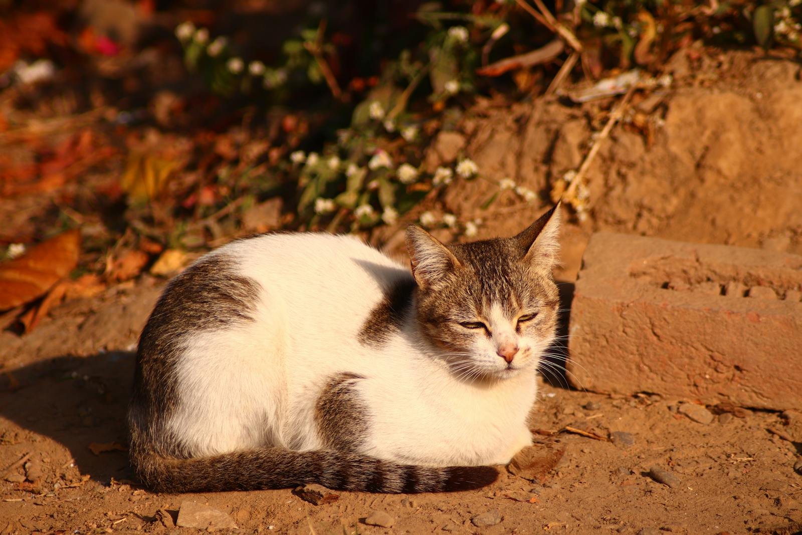 Cute tabby cat basking in the warm sunlight outdoors in Dehradun, India.