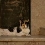A serene calico cat lounges on marble steps against a textured wall, embodying calmness.