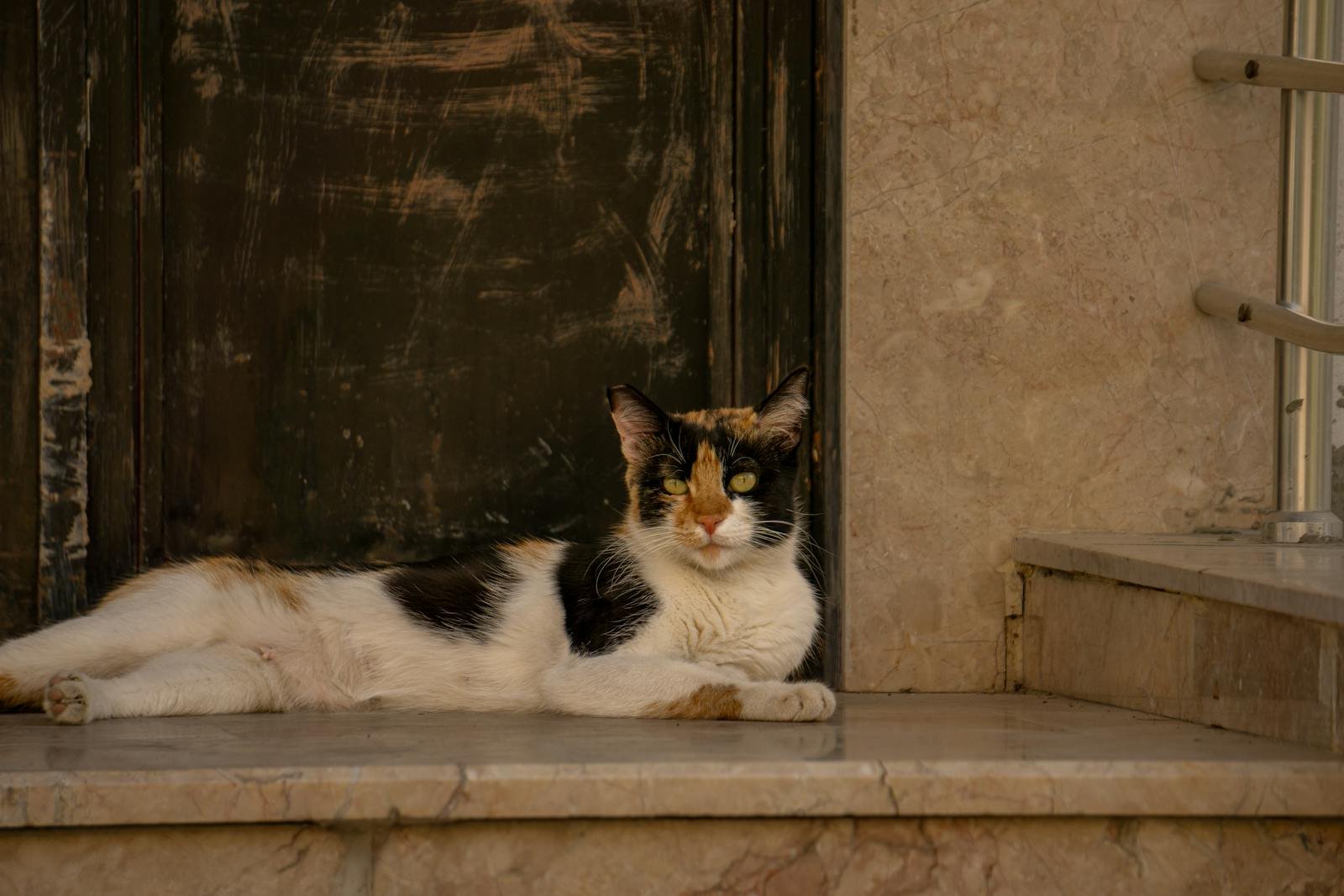 A serene calico cat lounges on marble steps against a textured wall, embodying calmness.