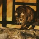 A Maine Coon cat explores near a fence in warm autumn light, showcasing its majestic fur.