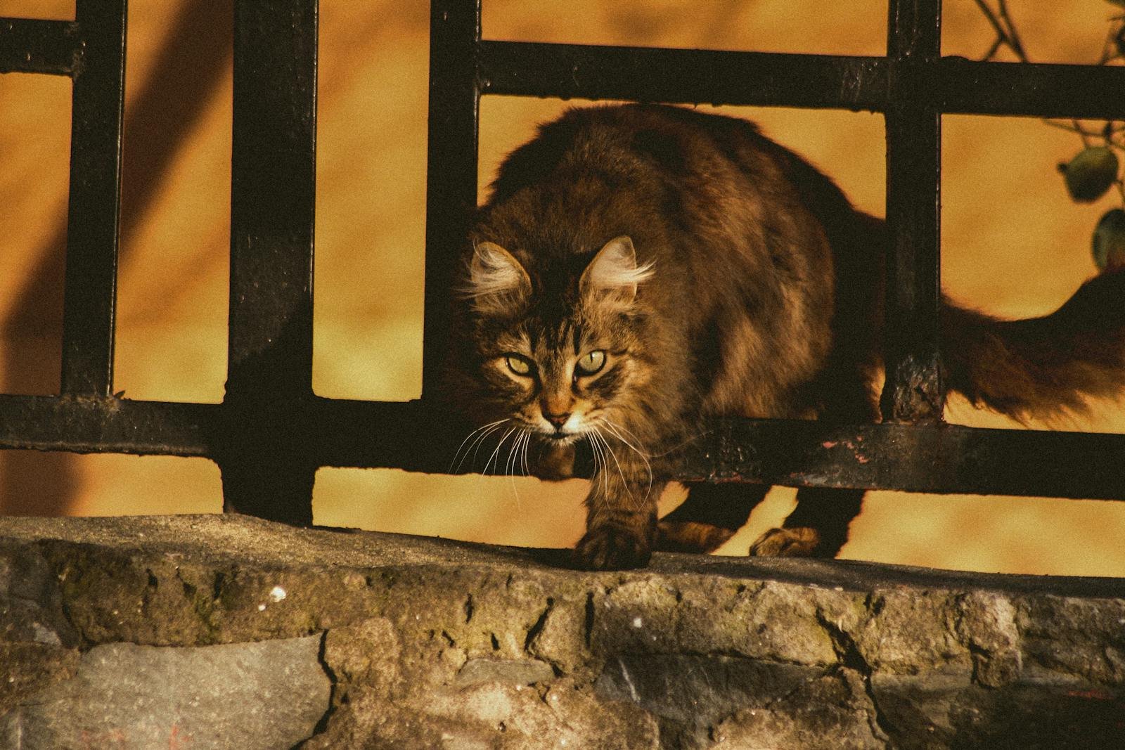 A Maine Coon cat explores near a fence in warm autumn light, showcasing its majestic fur.