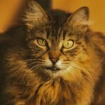 A detailed close-up portrait of a fluffy Maine Coon cat with a warm, muted background highlighting its piercing eyes.