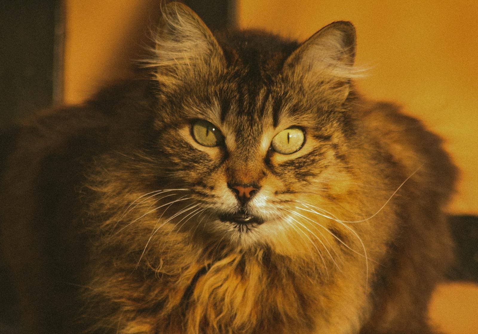 A detailed close-up portrait of a fluffy Maine Coon cat with a warm, muted background highlighting its piercing eyes.