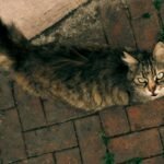 A top-down view of a street cat on a brick pathway in Bursa, Türkiye. The cat's piercing gaze creates a captivating image.