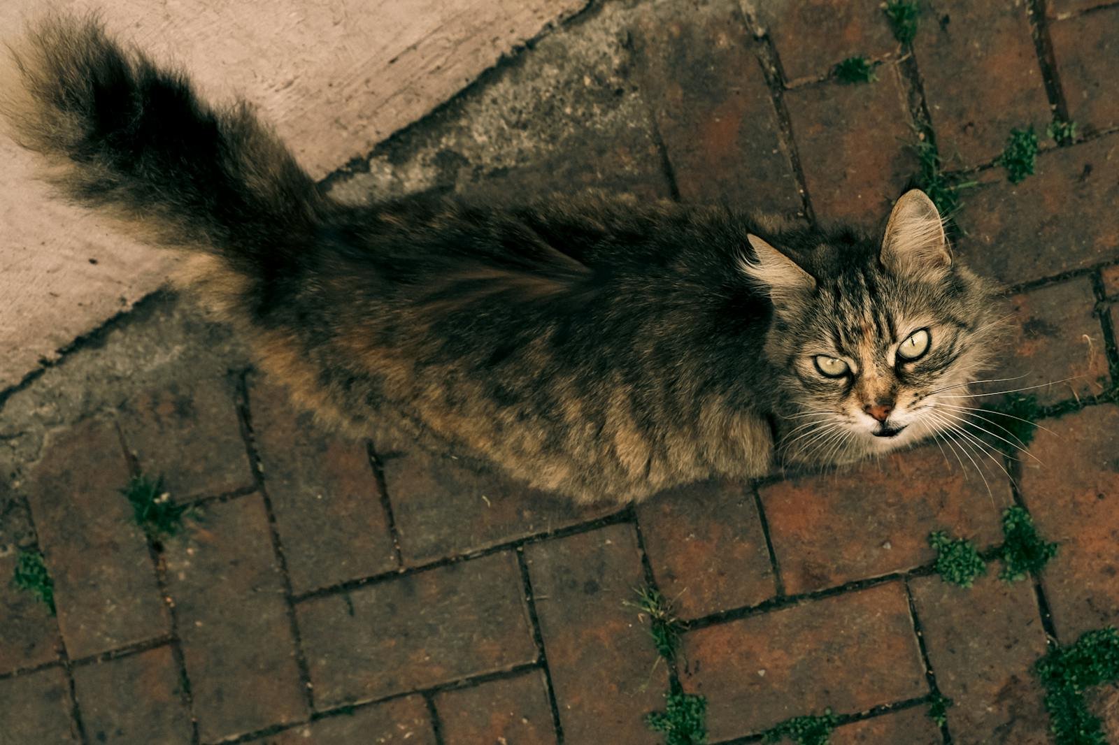 A top-down view of a street cat on a brick pathway in Bursa, Türkiye. The cat's piercing gaze creates a captivating image.