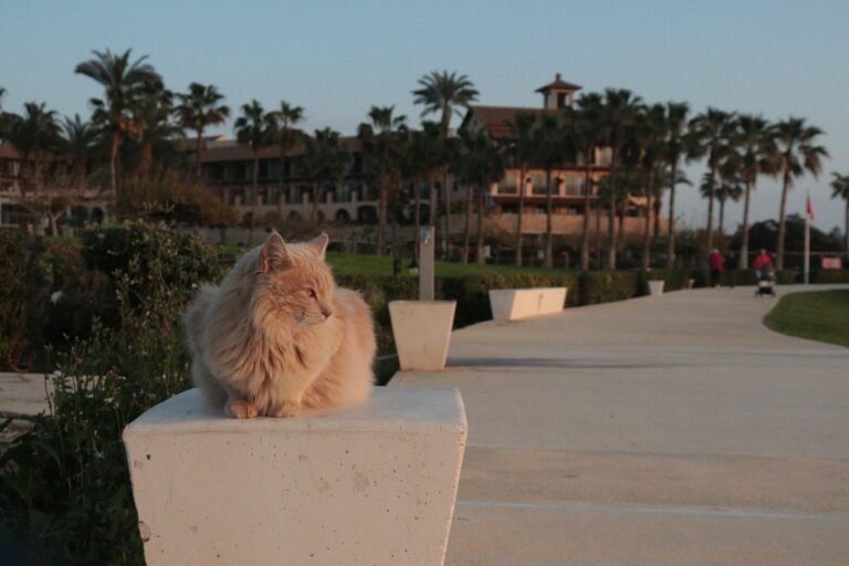 10 Emotional Shifts in Cats You Should Never Ignore