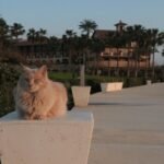 A fluffy cat perches on a stone post along a palm-lined walkway in Cyprus, during sunset.
