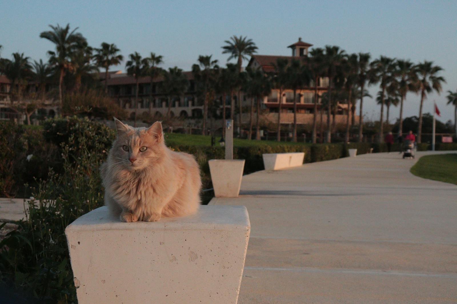 A fluffy cat perches on a stone post along a palm-lined walkway in Cyprus, during sunset.