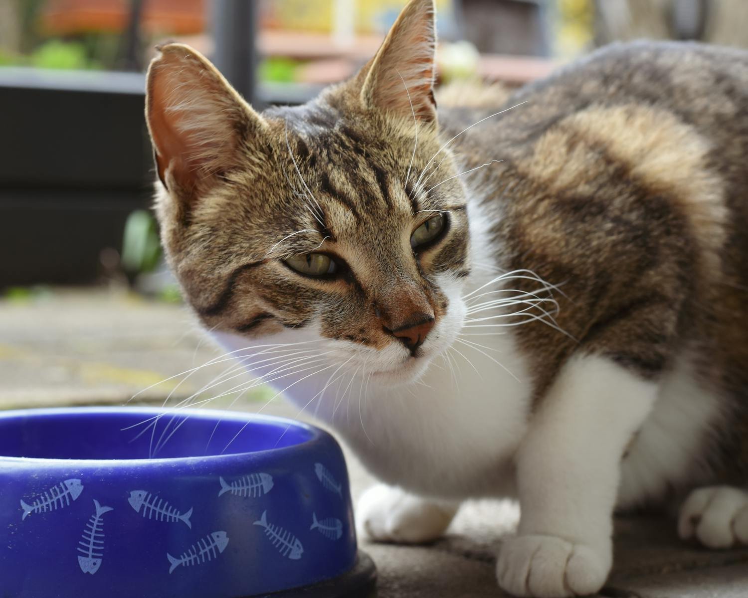 A close-up of a tabby cat sitting next to a blue fishbone-patterned food bowl outside.