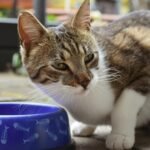 A close-up of a tabby cat sitting next to a blue fishbone-patterned food bowl outside.