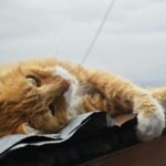 A content ginger cat lounging on a rooftop under a cloudy sky. Perfect depiction of feline relaxation.