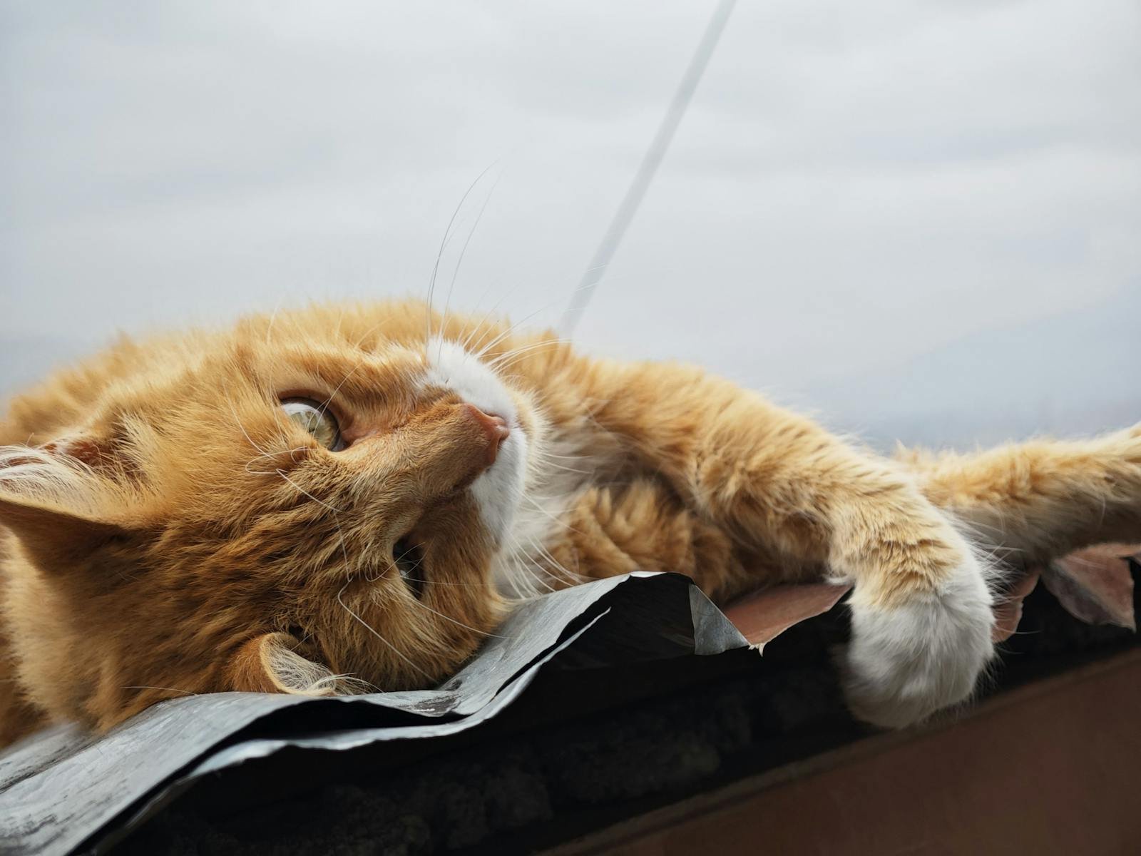 A content ginger cat lounging on a rooftop under a cloudy sky. Perfect depiction of feline relaxation.