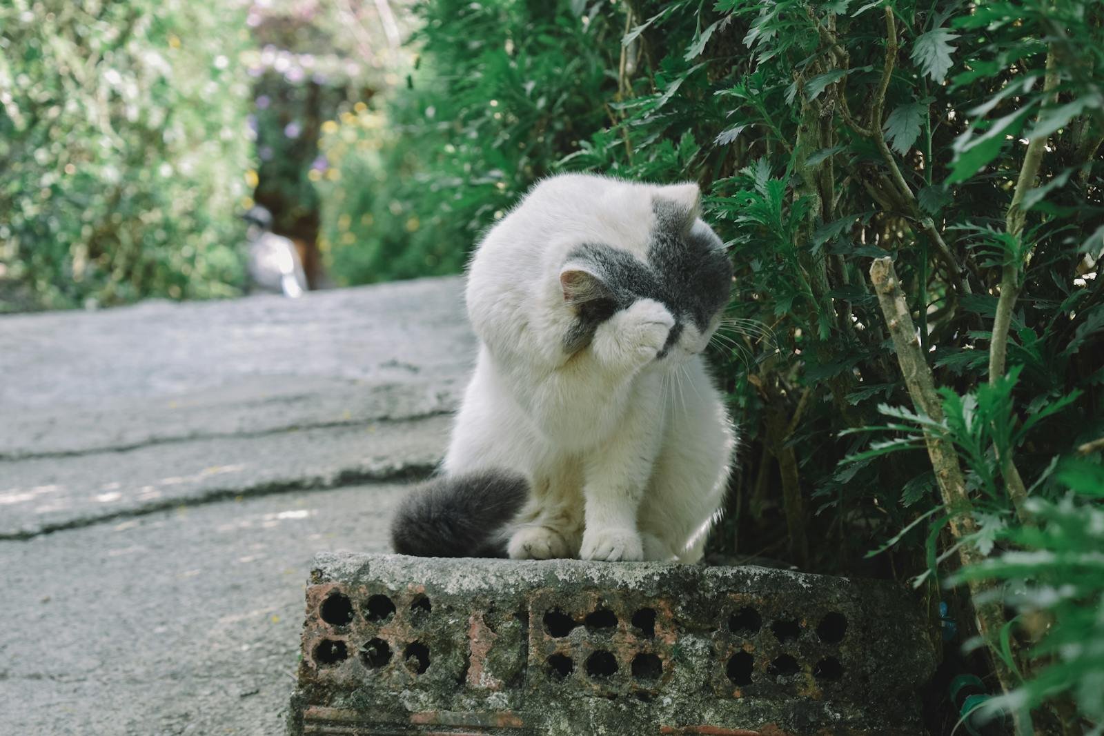 A cute white and gray cat sitting outdoors hiding its face with a paw in a lush garden.