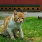 An orange tabby cat sitting on a grassy lawn in a garden with a wooden structure in the background.