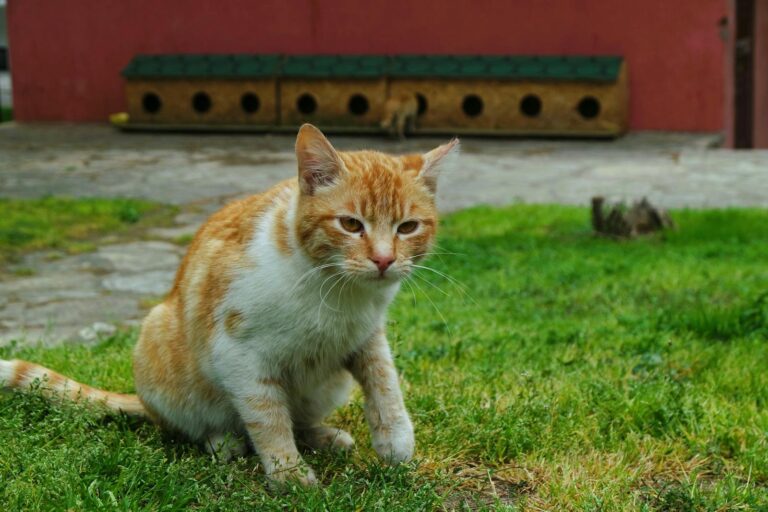 An orange tabby cat sitting on a grassy lawn in a garden with a wooden structure in the background.