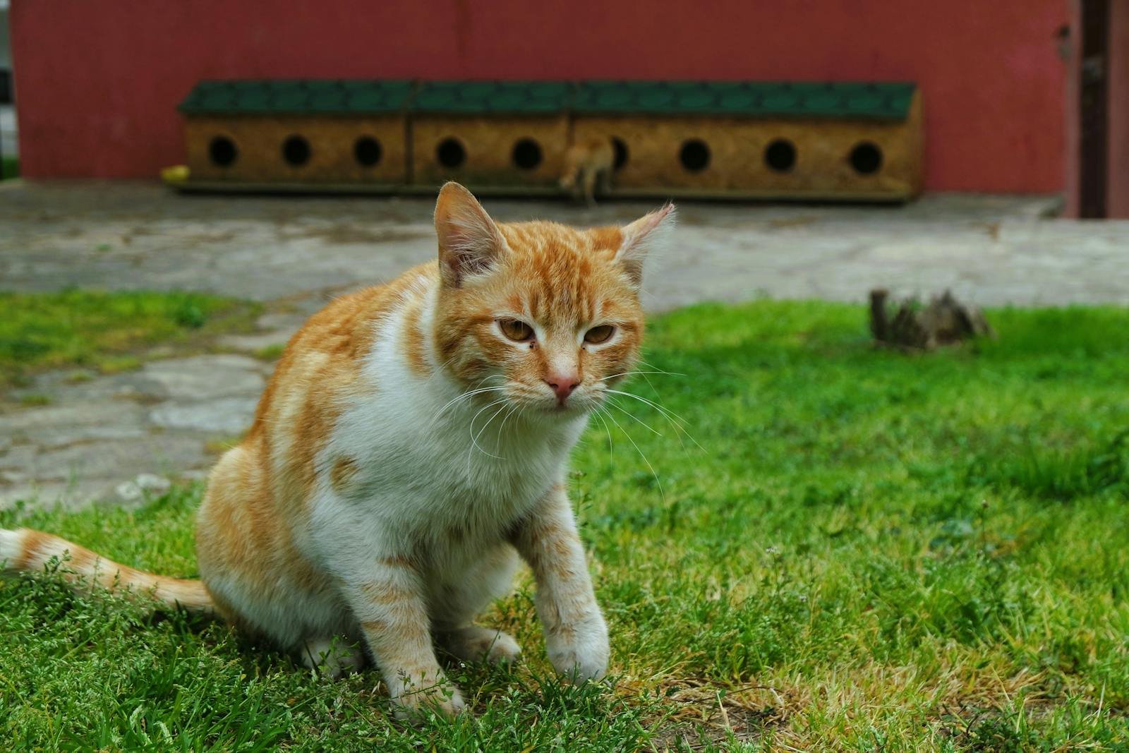 An orange tabby cat sitting on a grassy lawn in a garden with a wooden structure in the background.