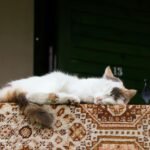 Calico cat comfortably napping on an outdoor patterned carpet, creating a cozy and tranquil scene.
