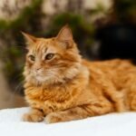 Charming ginger cat lying on a cozy white blanket indoors, looking calm and content.