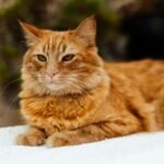 Adorable ginger cat relaxing indoors on a soft white blanket, exuding calmness and warmth.