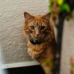 A curious ginger tabby cat sits alertly outside, blending with the earthy tones.