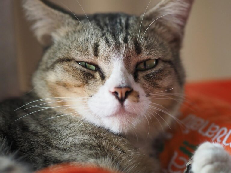 A relaxed domestic cat with striking green eyes lounging indoors in Thailand.