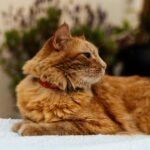 Free stock photo of adorable, animal