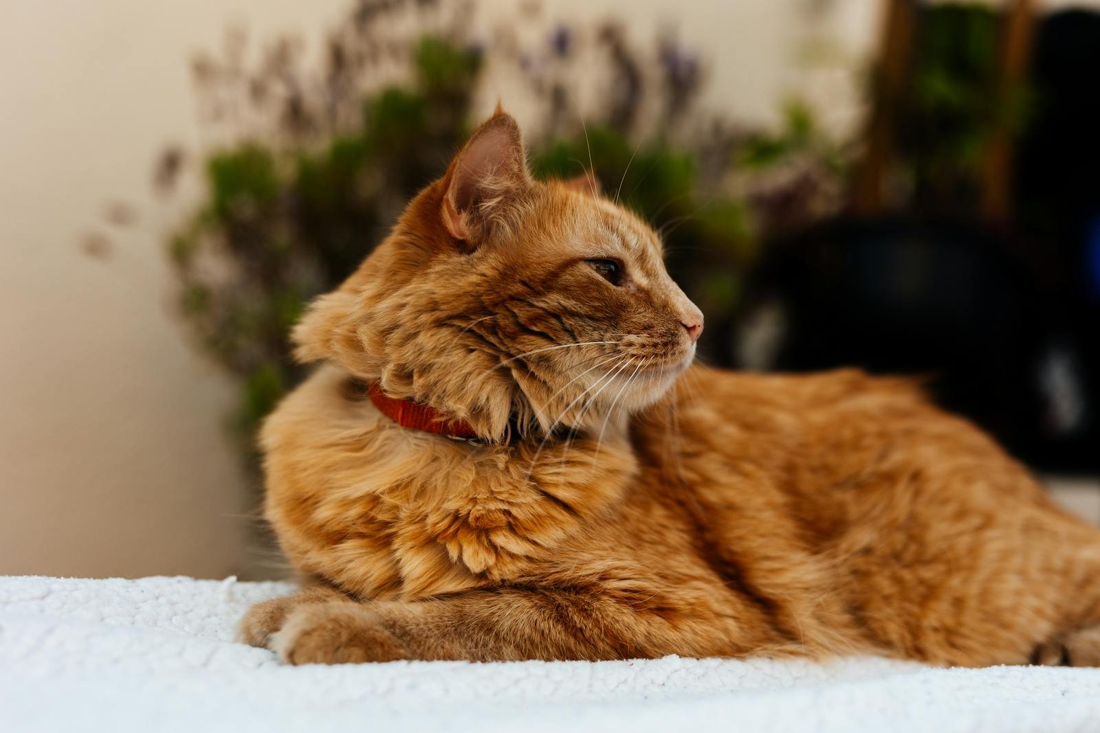 Free stock photo of adorable, animal