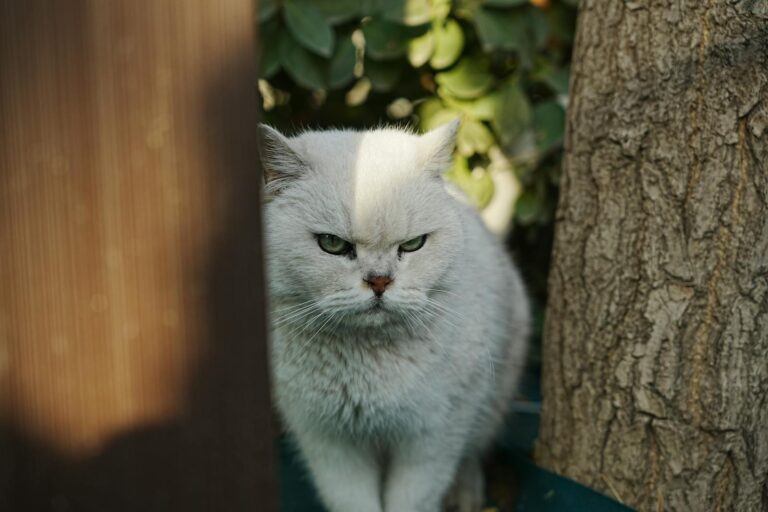12 Things You Can Do to Reassure an Anxious Cat