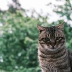 A detailed portrait of a tabby cat with a lush green background, captured outdoors.