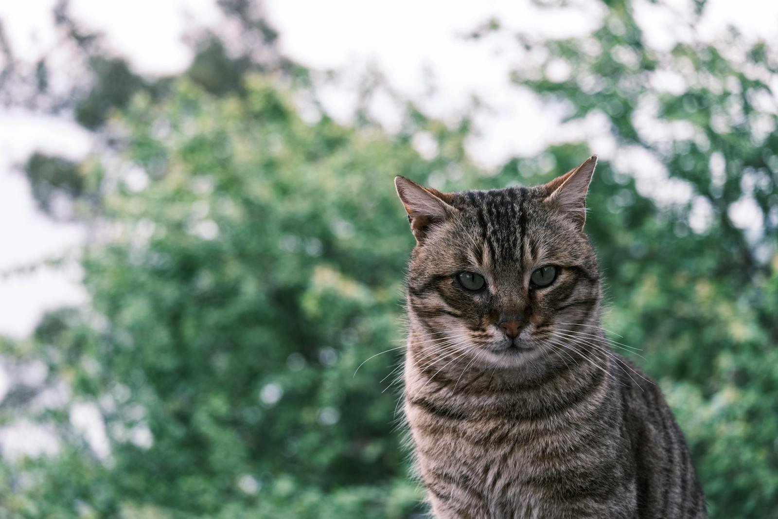 A detailed portrait of a tabby cat with a lush green background, captured outdoors.