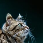 A detailed close-up photo of a tabby cat with striking green eyes gazing upwards, against a dark background.