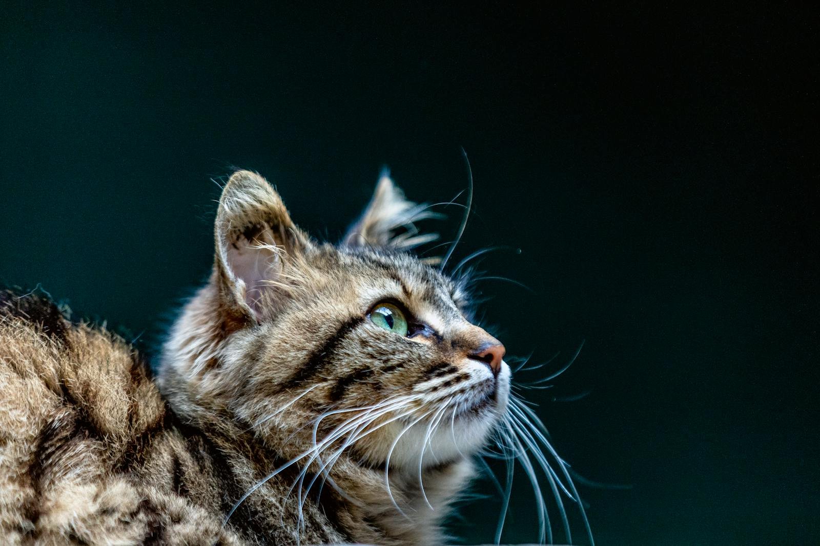 A detailed close-up photo of a tabby cat with striking green eyes gazing upwards, against a dark background.